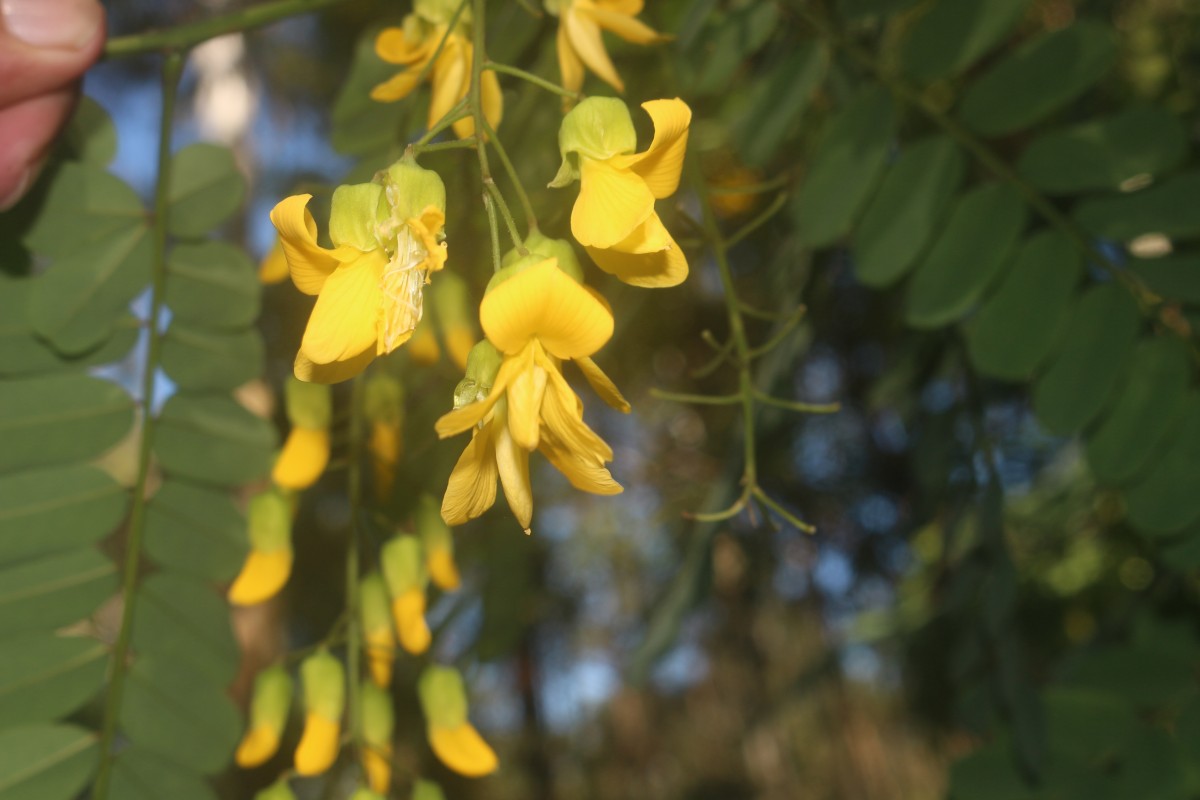 Calpurnia aurea (Aiton) Benth.